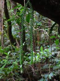 Image result for Huperzia gnidioides