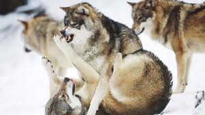 Yes, it would need cleaning and modernizing before anyone moved in. Wolf Wallpaper Album Wolves Fighting 1920x1080 Wallpaper Teahub Io