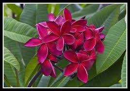 Frangipani Darwin Black March2012 1 Frangipani Plumeria Tall Plants