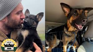 These three long-time shelter dogs stole my heart and I had to take them  home