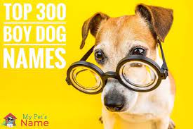 Top 300 Boy Dog Names Unique Best Funny Cute Ideas My Pet S Name