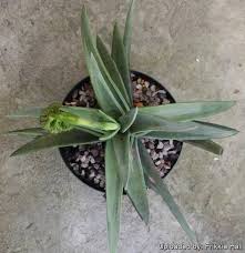 Image result for Crassula perfoliata