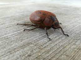 Often tries to sneak into houses. Why Are June Bugs Called June Bugs Terminix
