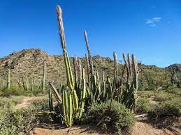 Only a select few are shade varieties. Cannundrums Senita Cactus Organ Pipe Cactus Nat L Monument