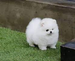 Most trusted source of pomeranian puppies for sale. Newborn Teacup Pomeranian Puppies For Sale 250 Novocom Top