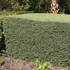 Image result for Buddleja saligna