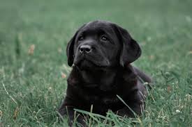 Best Quality Labrador Puppies For Sale In Singapore February 2022