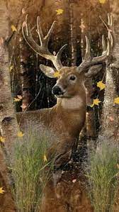 Deer Hunting Wallpapers Best Collection Of Deer Wallpapers On Hunting Wallpaper Deer Pictures Deer Wallpaper