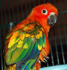 Red Factor Sun Conure Pet Birds Pet Birds Parrots Pet Bird Cage