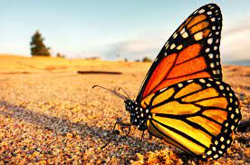 La Mariposa Monarca Esta En Peligro De Extincion Mis Animales