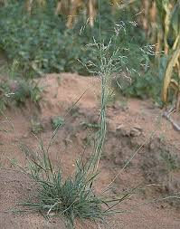 Image result for Eragrostis exasperata