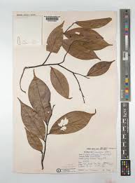 Image result for Xylopia aethiopica