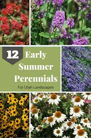Plants grown by perennial favorites hold up to the unpredictable weather conditions of the intermountain area. Early Summer Perennials For Utah