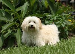 Black And White Havanese Puppy Names 65 Best Havanese Dog Names And Cuban Dog Names Havanese Puppies Havanese Havanese Dogs