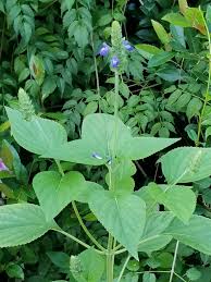 Image result for Salvia hispanica
