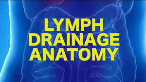 Lymph Anatomy Drainage Usmle