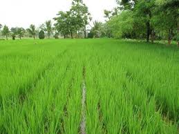 Ecological Engineering Practices For Paddy Cultivation Youtube
