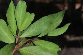 Image result for Rothmannia fischeri