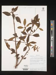 Image result for Plectranthus mandalensis