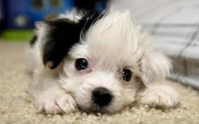 Have A Cute Pet? | Cumming, GA Patch