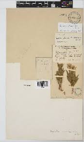 Image result for Pegolettia senegalensis