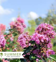 Image result for Lagerstroemia indica