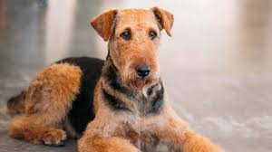 Find the perfect lakeland terrier puppy for sale at puppyfind.com. Airedale Terrier Price Temperament Life Span