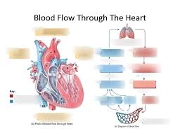Blood flow through the heart chart. Blood Flow Through Heart Diagram Quizlet