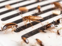 Nevertheless, i once got rid of them with the judicious application of boric acid in powder form. Roach Extermination Termite Pest Control