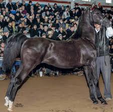 Horse Sale llc. Horse Sale llc.