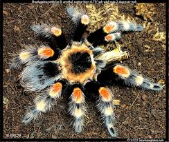 Image result for Brachythrix