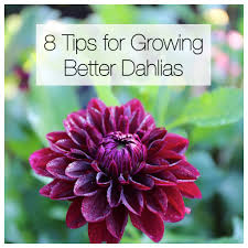 As long as you start with good tubers, don't overwater, and keep slugs. 8 Tips For Growing Better Dahlias Longfield Gardens