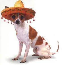 Cute Chihuahua Chihuahua Dogs Chihuahua Love