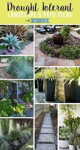 Maybe you would like to learn more about one of these? Drought Tolerant Landscape Path Ideas Drought Tolerant Garden Drought Tolerant Landscape Front Yard Landscaping