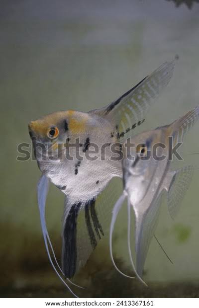 Ornamental Manfish Freshwater Ornamental Fish That Stock Photo 2413367161 |  Shutterstock