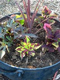 Meadow Muffin Gardens Container Planting Ideas Full Sun Container Plants Full Sun Flowers Patio Flowers