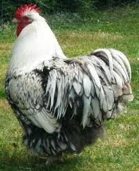 This book will not only tell you what a wyandotte should look like, but it also contains information on all other showable breeds of chickens, ducks, geese, turkeys, and guinea fowl. Our 100 Pure Silver Laced Orpington S Are One Of The Rarest Orpingtons On The Market Today Due To It S Rare Chicken Breeds Chickens Backyard Chicken Pictures