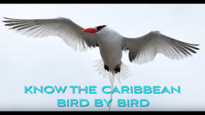 They can use the coffee capsules or pods in the machine that supports capsules, or you can use them in the coffee machine to prepare rich and flavorful coffee in a few minutes. Birdscaribbean News Page 2 Birdscaribbean