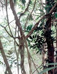 Image result for Turbina longiflora