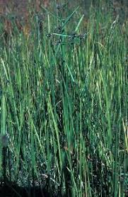 Image result for Schoenoplectiella mucronata