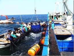 徳島県鳴門市の北灘漁業協同組合はとれたての美味しい鮮魚をご提供する「さかな市」を運営しています。