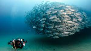 Child should be healthy and fit. Diving In Mexico Padi