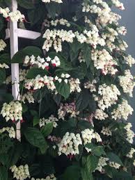 There are lots of plants called bleeding heart vine, but this is the most beautiful. 13 Bleeding Heart Vine Ideas Bleeding Heart Bleeding Heart Vine Plants