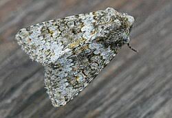 Image result for Polymixis polymita