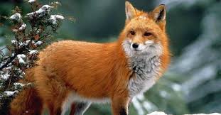 We used to allow our chickens completely free range, but once we started losing one or 2 a day we had to. How To Keep Foxes Away From Your Area Detailed Guide