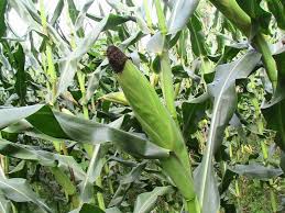 Genetically modified maize (GMO)/ Biotech maize in Kenya