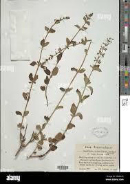 Image result for Syncolostemon elliottii