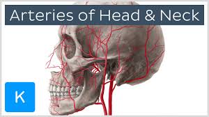 Blood leaks between the layers of the artery wall and forms a clot. Nerves And Arteries Of Head And Neck Anatomy Branches Kenhub