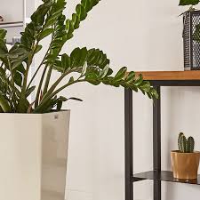 Image result for Zamiokulkas Zamioculcas