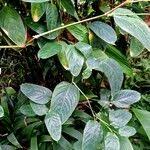 Image result for Marantochloa leucantha